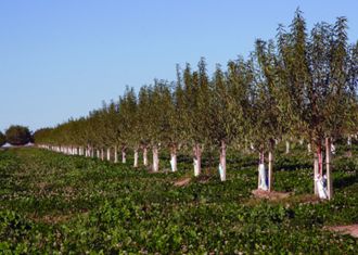 Cover crop of clover in an orchard in California.