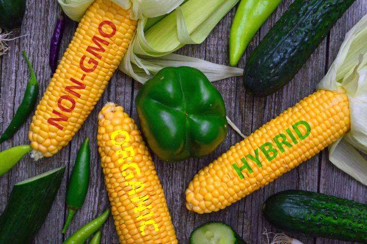 Corn with overlays of seed type labels