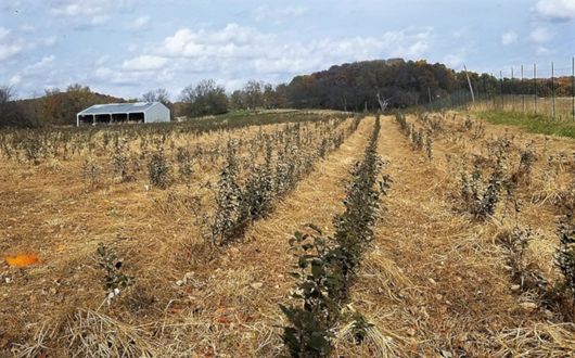 Organic Farm field