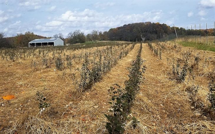 Organic Farm field