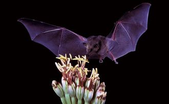 Bat landing on a plant