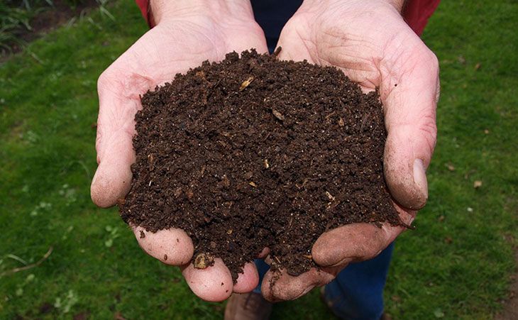 Palms holding soil