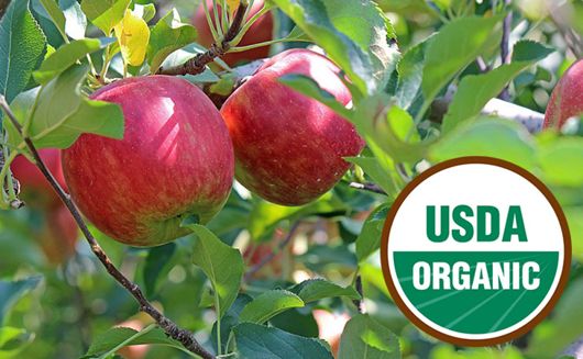 Organic apples on a tree