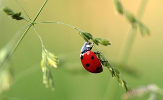 bug on leaf