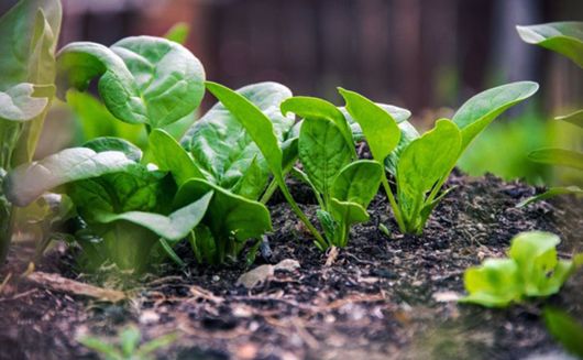 Garden plants