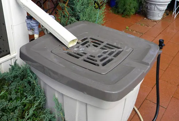 Photo of water barrel catching rain water
