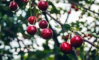 cherries on tree