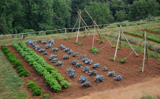 Read the full article Garden bed example