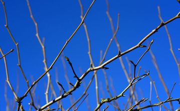Read the full article Photo of dormant tree branches