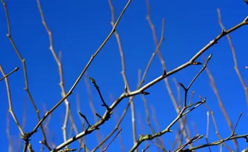 Read the full article Photo of dormant tree branches