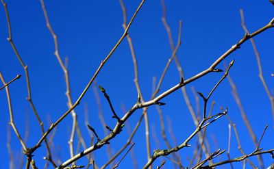 Read the full article Photo of dormant tree branches