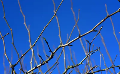 Read the full article Photo of dormant tree branches