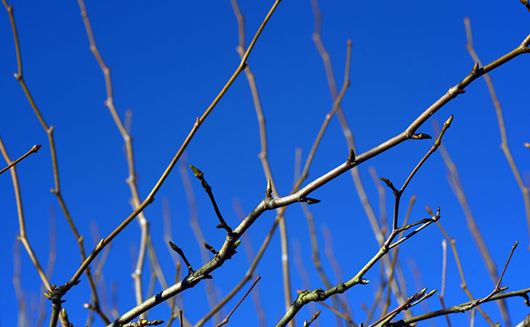 Photo of dormant tree branches