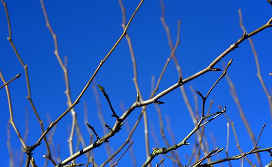 Read the full article Photo of dormant tree branches