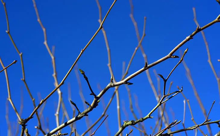 Photo of dormant tree branches