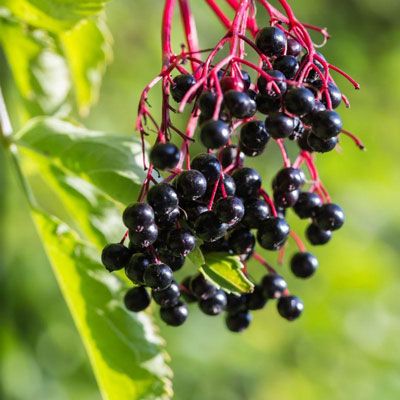 Elderberry plant