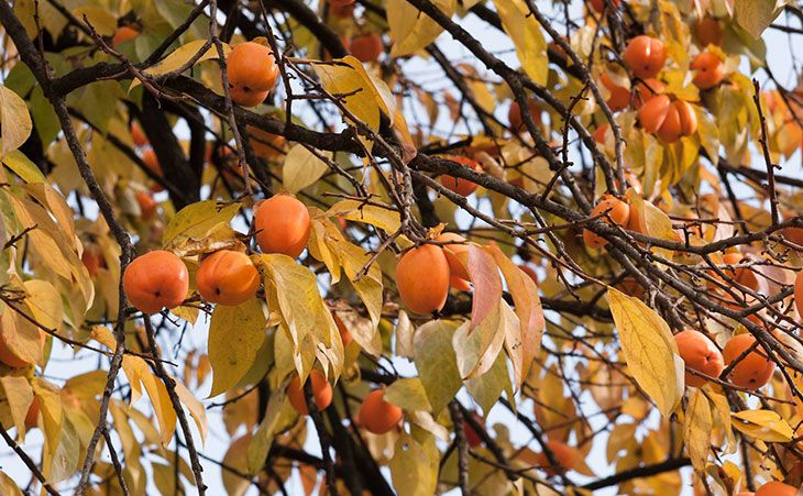 persimmon fruit on tree