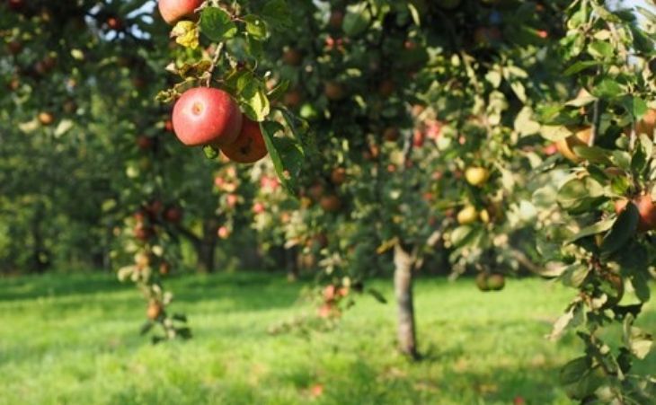 Make FRUIT SNACKS From Scratch !! ~ Homesteading Family 