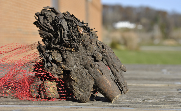 Rhubarb roots sitting on a picnic table