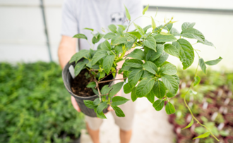 close up of plant