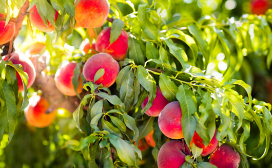 fruit tree with lots of fruit