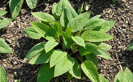 Comfrey plant in ground near fruit tree