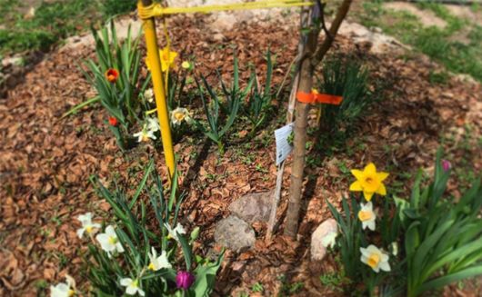 flower bulbs and garlic around fruit tree