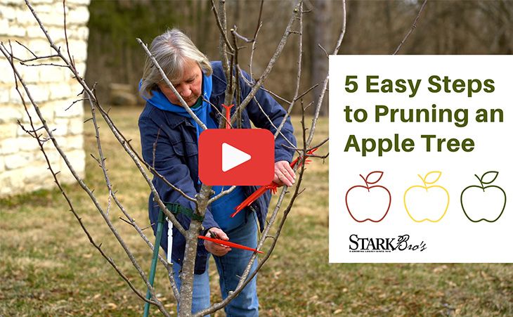 Thumbnail of terry adding limb spreaders to apple tree. Click to play 5 Easy Steps to Pruning an Apple Tree.