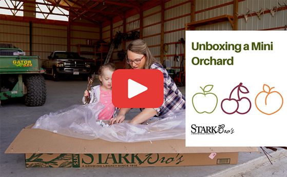 Read the full article Unboxing fruit trees and berry plants from Stark Bro's