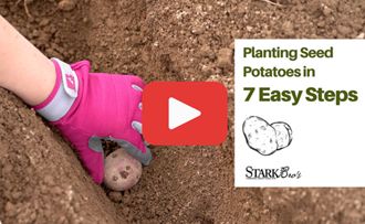 planting seed potato in trench with text that reads Planting Seed Potatoes in 7 Easy Steps