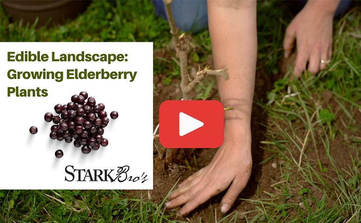 raspberry plants in pots Raspberry Bush – Hey Rooted