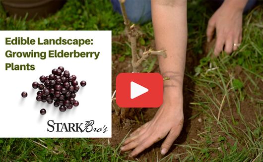 Edible Landscape: Growing Elderberry Plants WATCH NOW