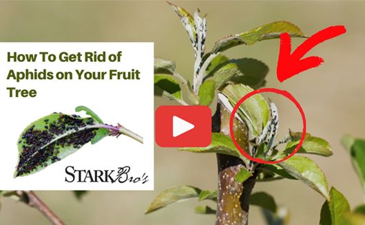 How to get rid of aphids on your fruit tree WATCH NOW