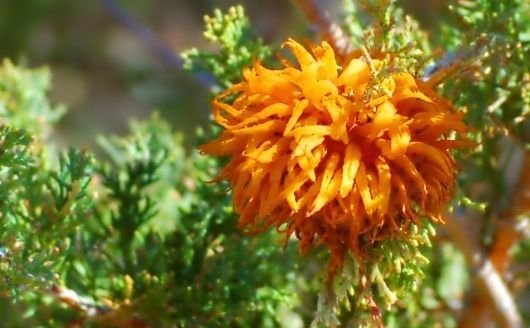 Cedar Rust on Juniper Tree, orange gall