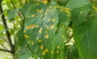 Close up of Cedar Apple Rust disease on Fruit Tree leaf
