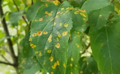 Read the full article Close up of Cedar Apple Rust disease on Fruit Tree leaf