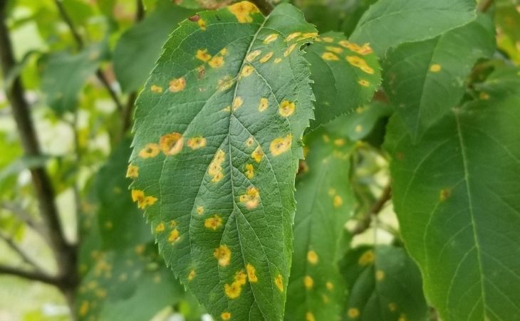 Close up of Cedar Apple Rust disease on Fruit Tree leaf