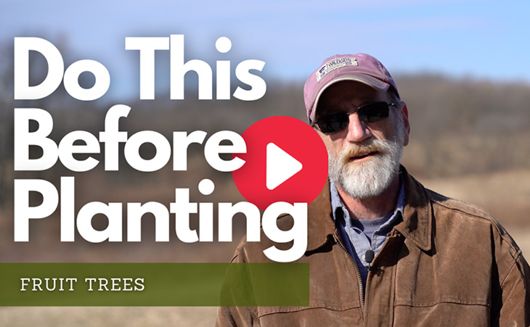 Do this Before Planting Fruit Trees - WATCH NOW