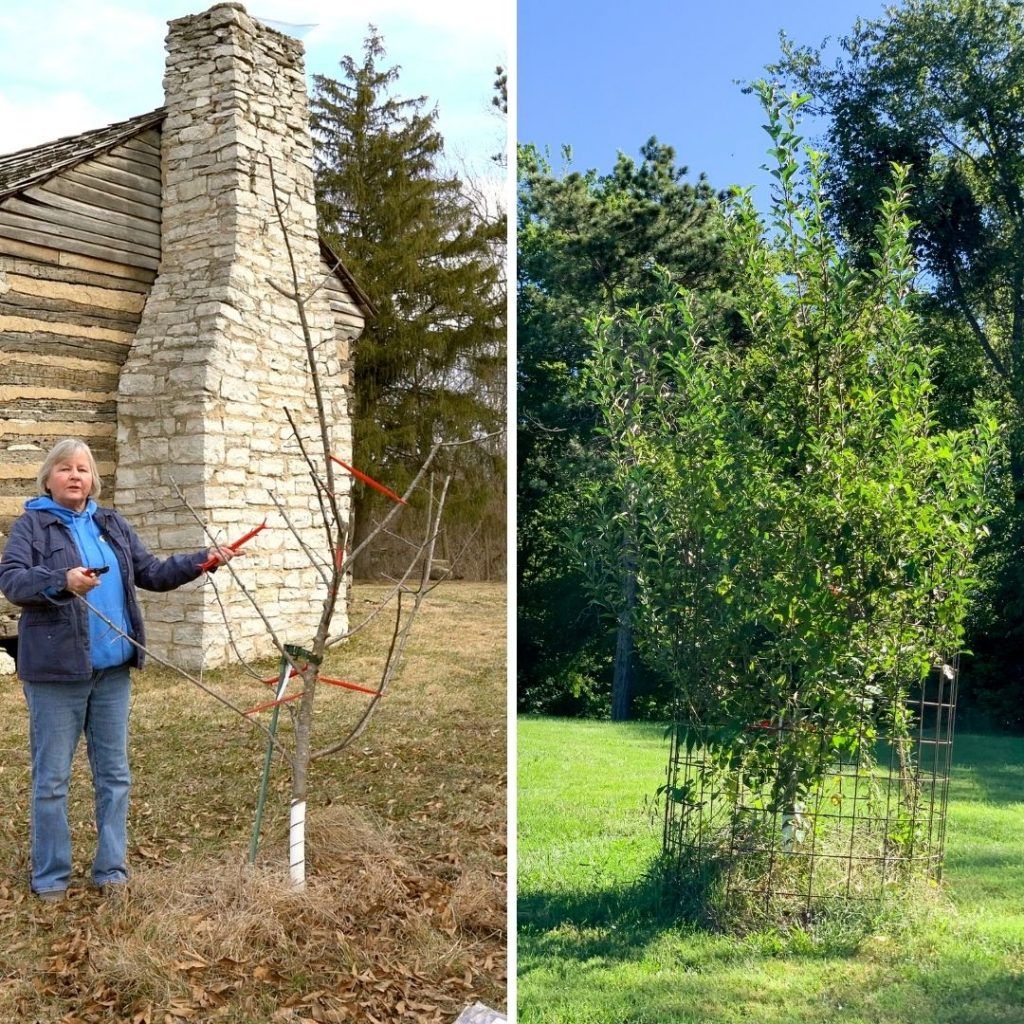 Pruning Success After 7 Months