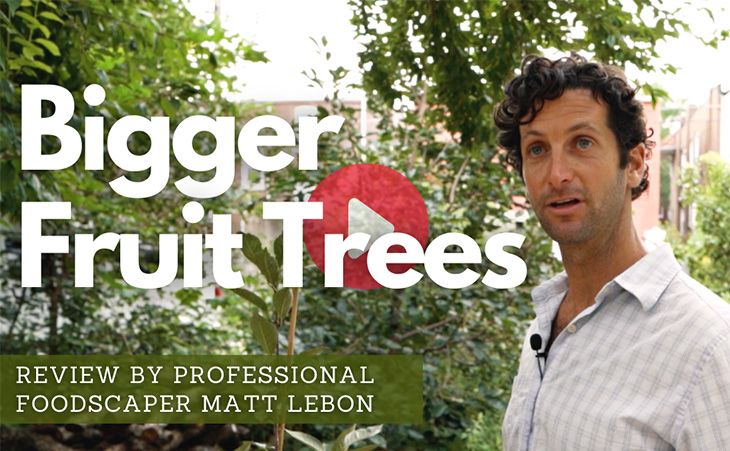 Our Biggest Fruit Trees Ever - WATCH NOW