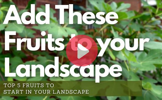 Add These Fruits to Your Landscape Video Thumbnail