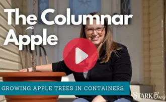 Watch now - a video on how to plant an columnar apple in a large pot