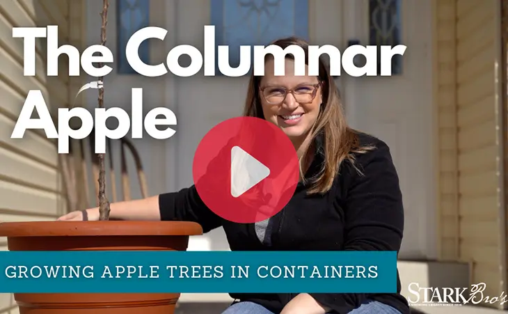 Watch now - a video on how to plant an columnar apple in a large pot