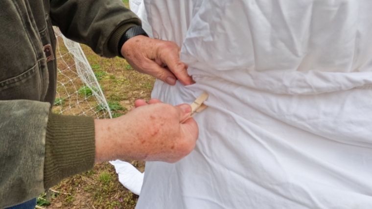 Covering Fruit Tree with blanket