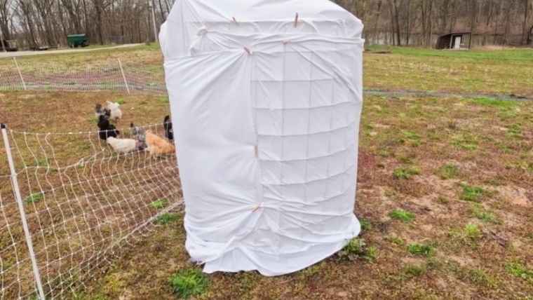 Covering Fruit Tree with blanket