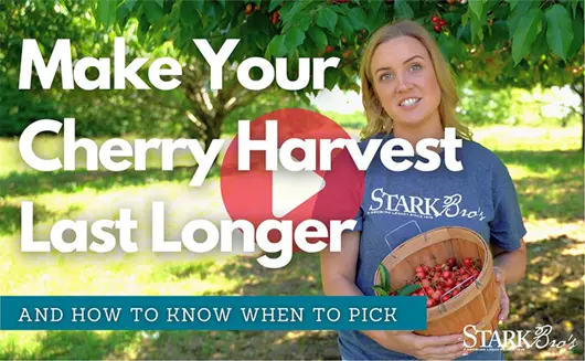 Make your cherry harvest last longer video thumbnail - watch now