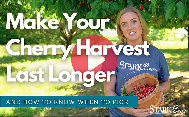 Make your cherry harvest last longer video thumbnail - watch now