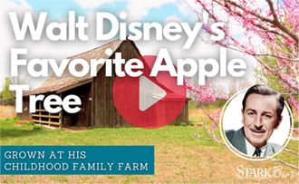 Walt Disney's Favorite Apple Tree WATCH NOW