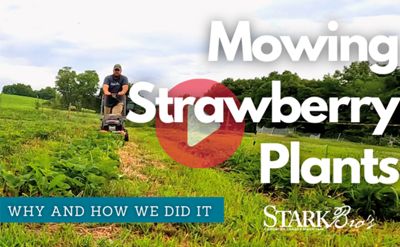 Read the full article Mowing Strawberry Plants WATCH NOW