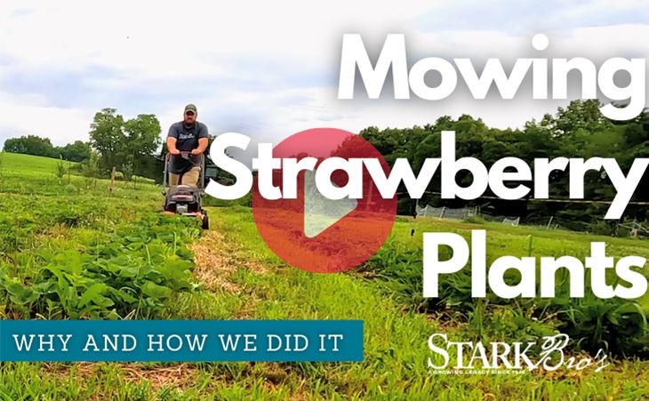 Mowing Strawberry Plants WATCH NOW